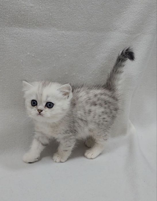 Скотиш страйт девочка серебристая шиншилла табби