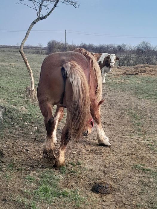 Vând armăsar sau schimb cu vacii