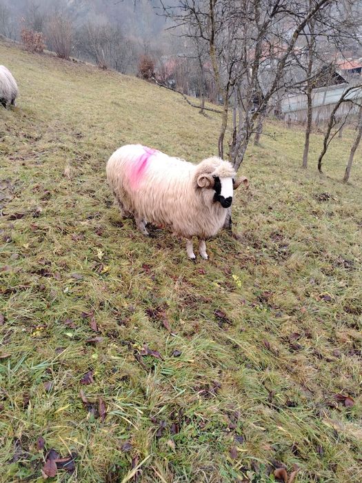 Mior breaz de vânzare