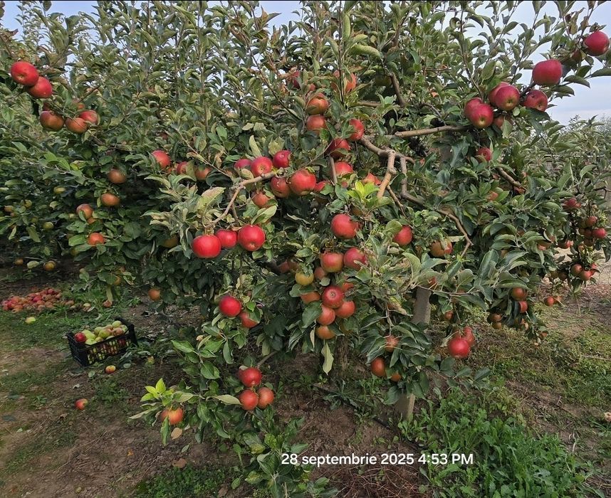 Vând mere si pere din gradină