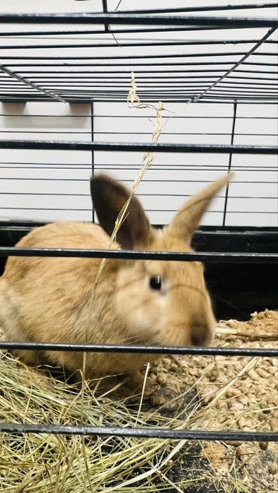 Домашнее животное