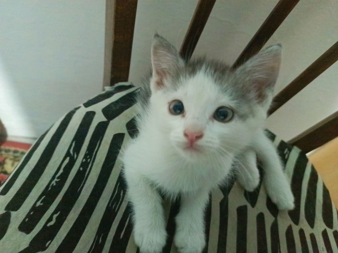 Отдам котенка девочку