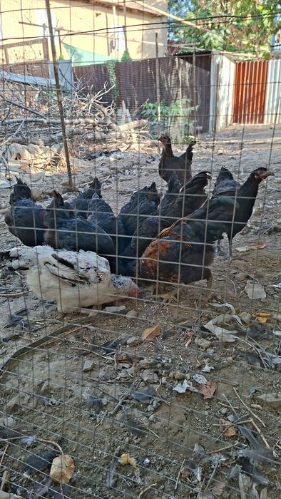 Продаю кур и петухов