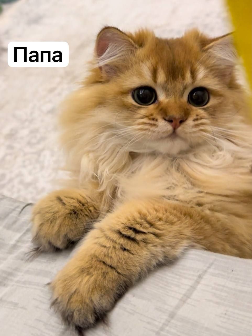 Котенок девочка породистая  Silver shaded Persian