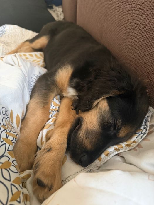 СПЕШНО подарявам женско кученце на 3 месеца