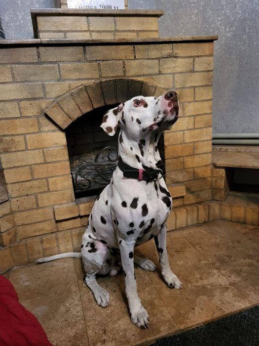 Кобель далматина на вязку