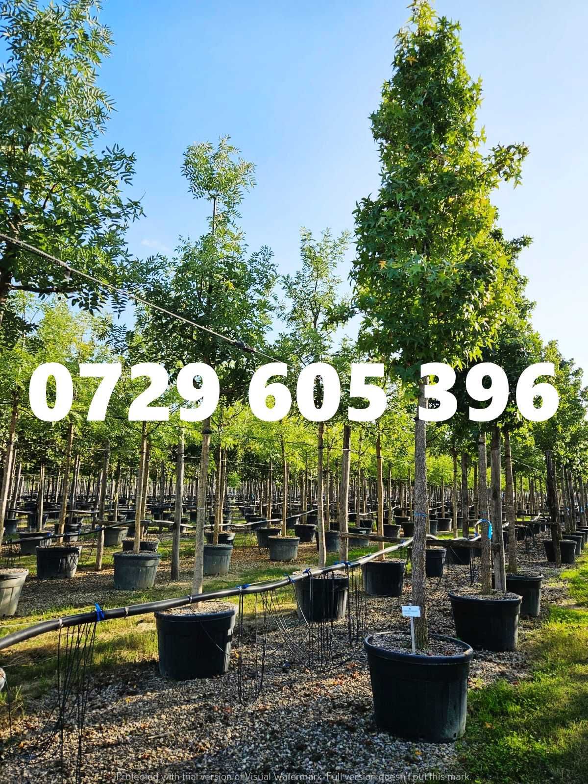 Livrare rapidă și transport gratuit pentru plante ornamentale