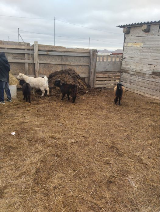 Шыбыш сатылады срочно