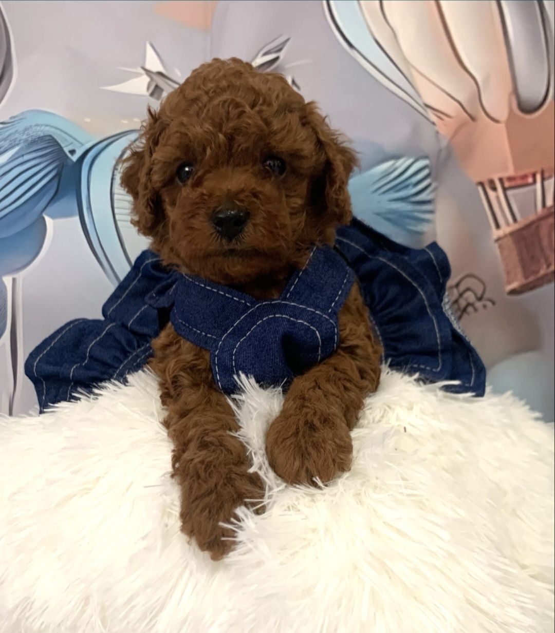 Пудел той Poodle toy с родословие