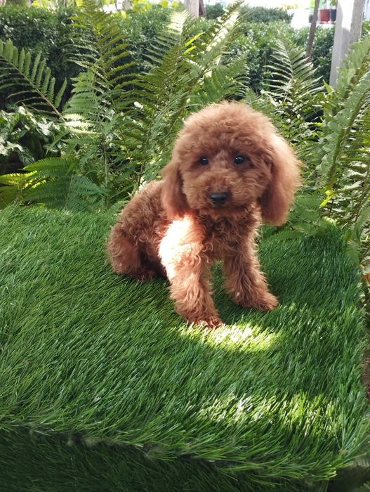 Мини Пудел И Той Пудел.