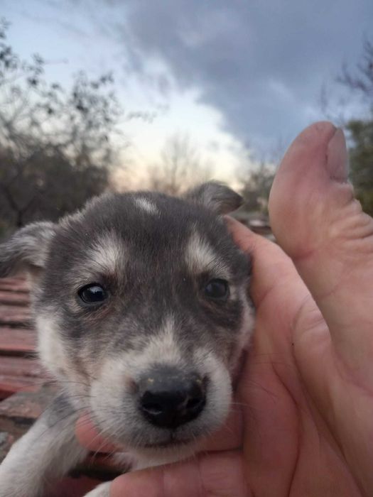 Donez căței  gratis