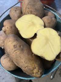 Картофель едовой и семенной. Сорт «Катонский» и «Риддерский»