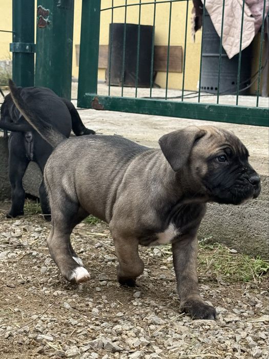 Кане Корсо / Kane Korso