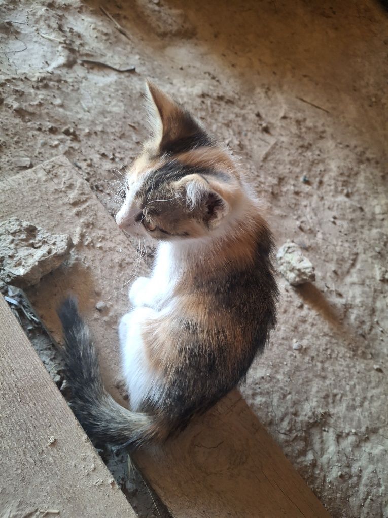 Котёнок .Жақсы мысықтар таза