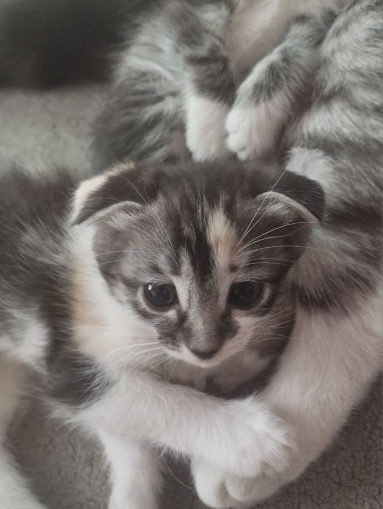 Продам котят веслаухие