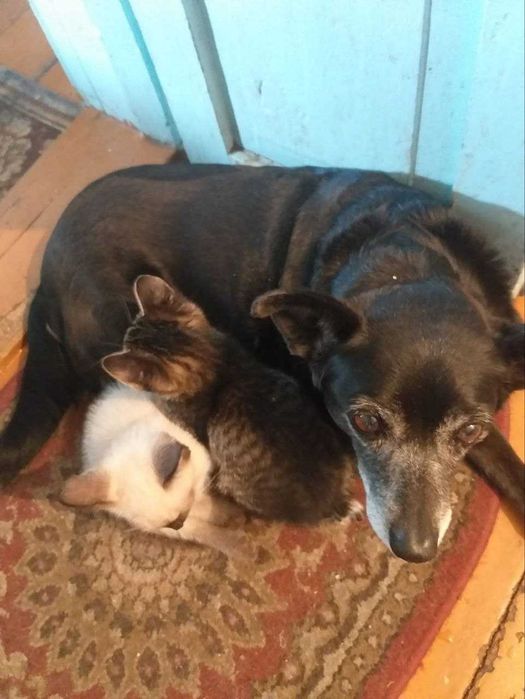 Очаровательные котята в поисках верных друзей