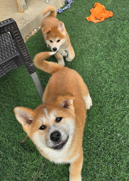 Vând Akita Inu, rasă pură, cu pedigree