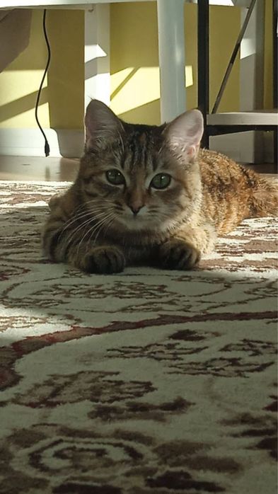 Отдам кошку в добрые руки срочно!