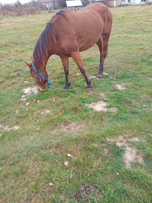 Iapa de vânzare tott