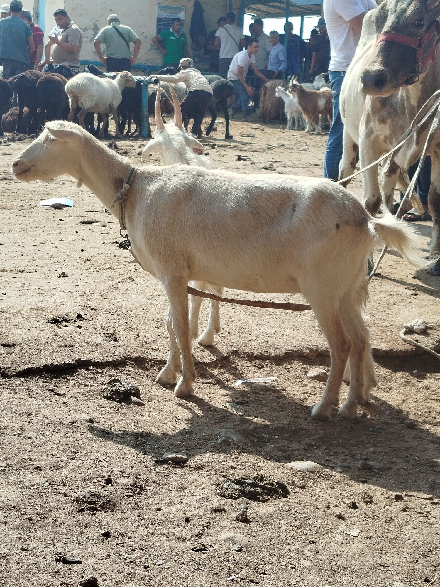 Echki Rasiski sutga