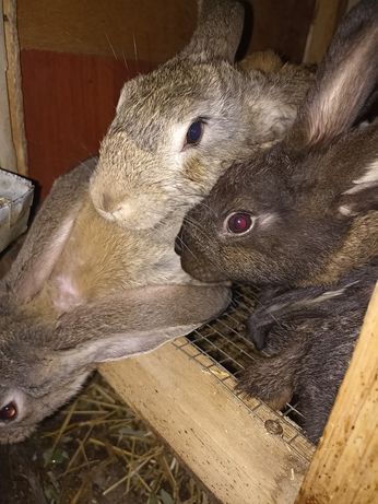 Кролики породы бельгийский фландер