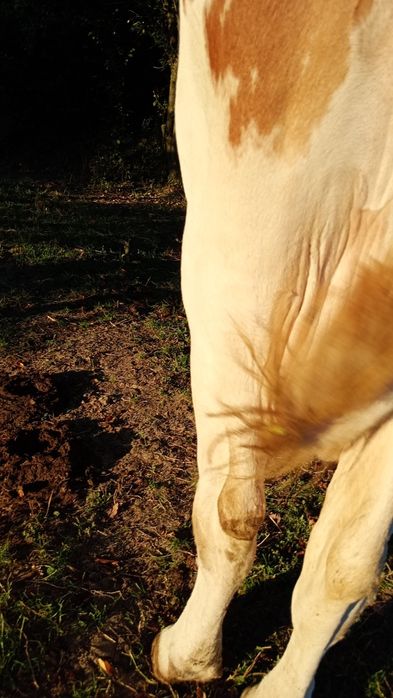 Vaca de vînzare!