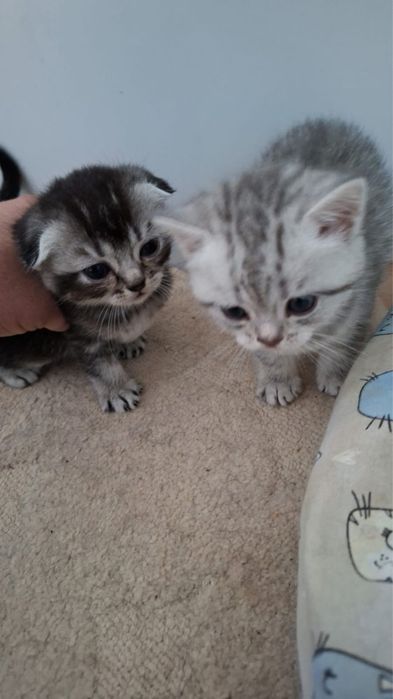 продам котят, скоттиш фолд