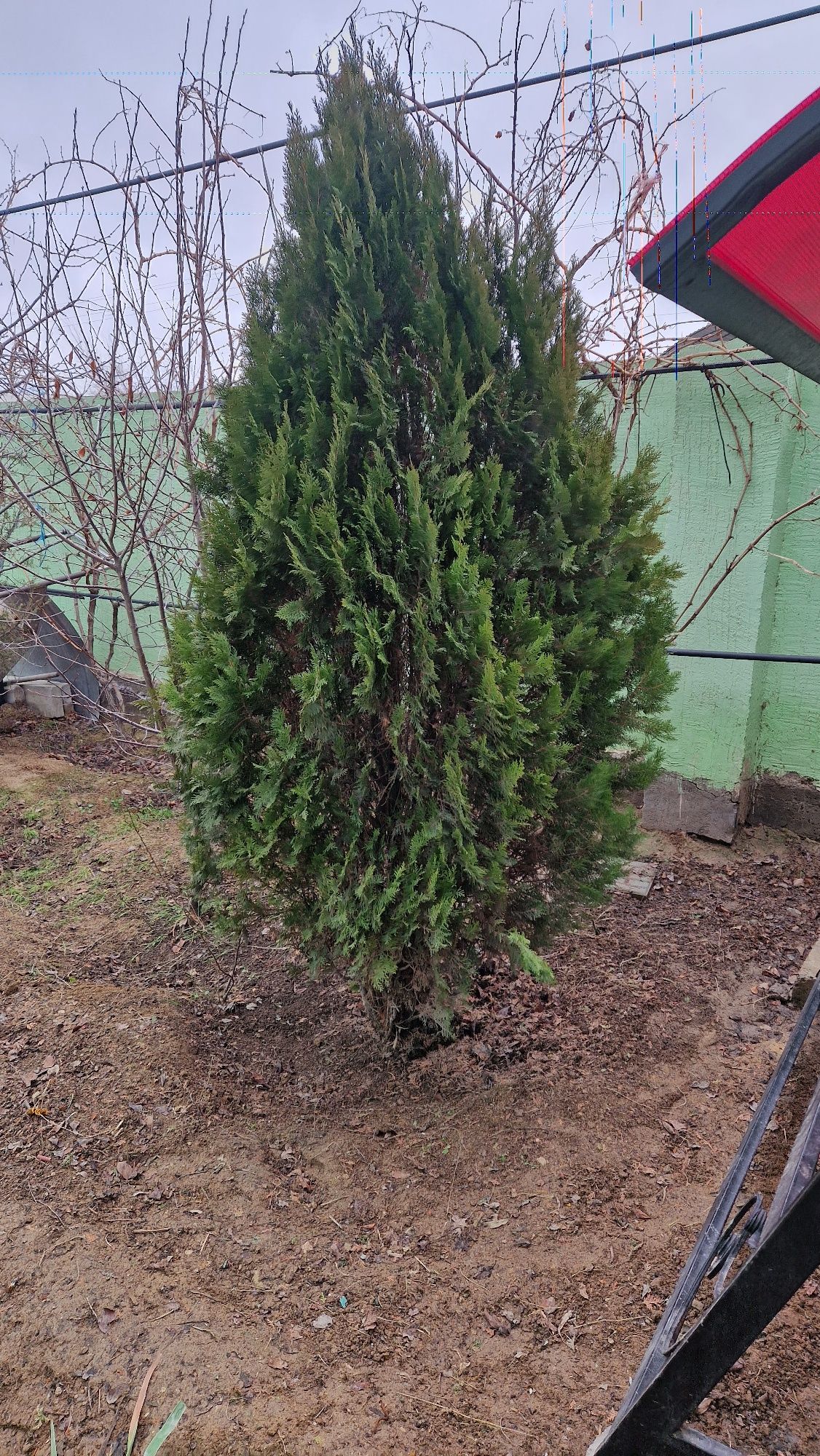 Ёлька шырша сатлады үлкен 2 штук бар алам деген адамға қазып алып берм