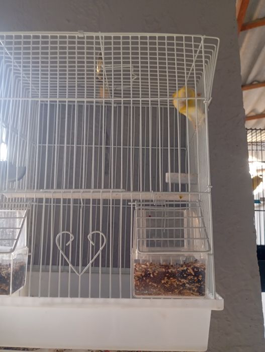 Продается поющая канарейка с клеткой