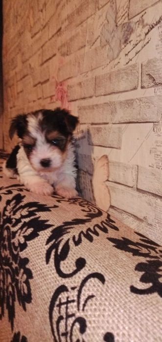 Продам щенков бивер йорк