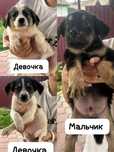 Щенки 2х месячные