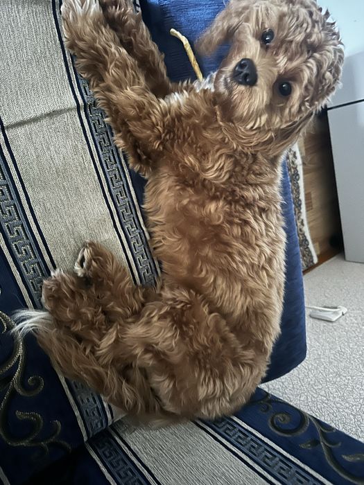 Мальчик мальтипу