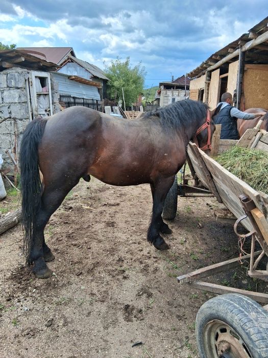 Cârlan de vânzare 2 ani semi greu 7000 lei negociabil