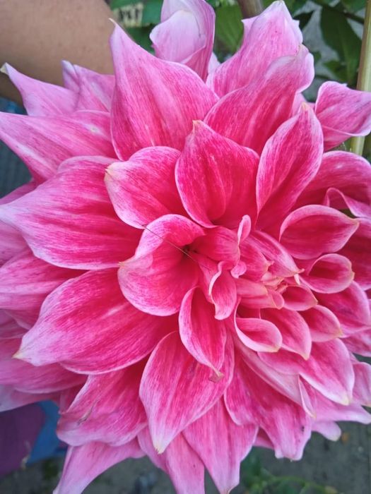 Продам рассаду Георгины