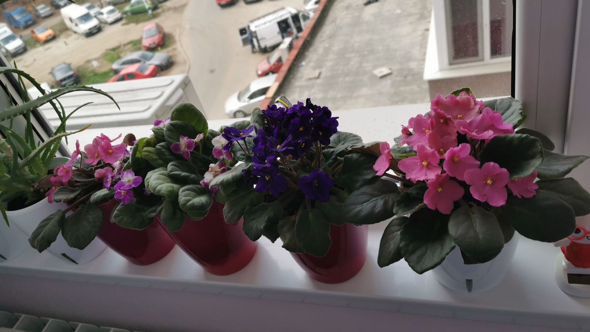 Violete de parma flori de apartament plante cu flori colorate