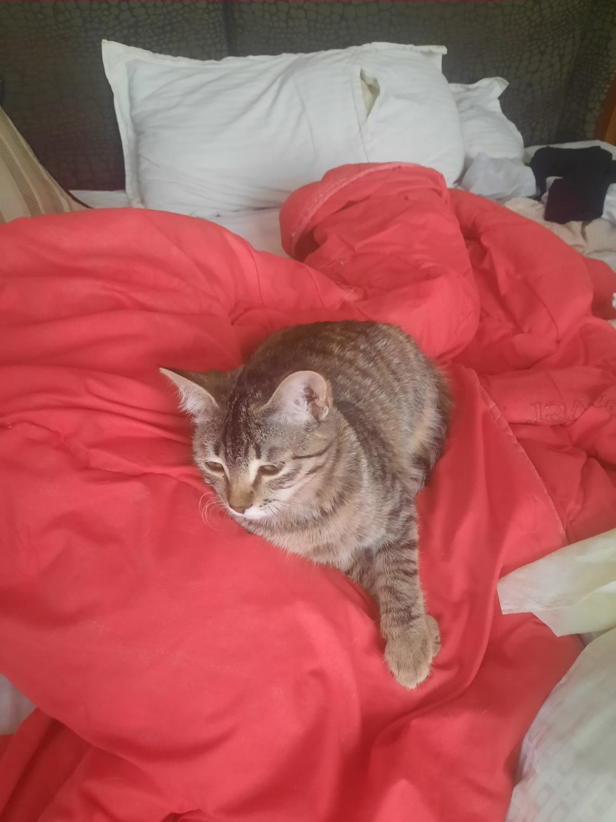 отдам котенка бесплатно
