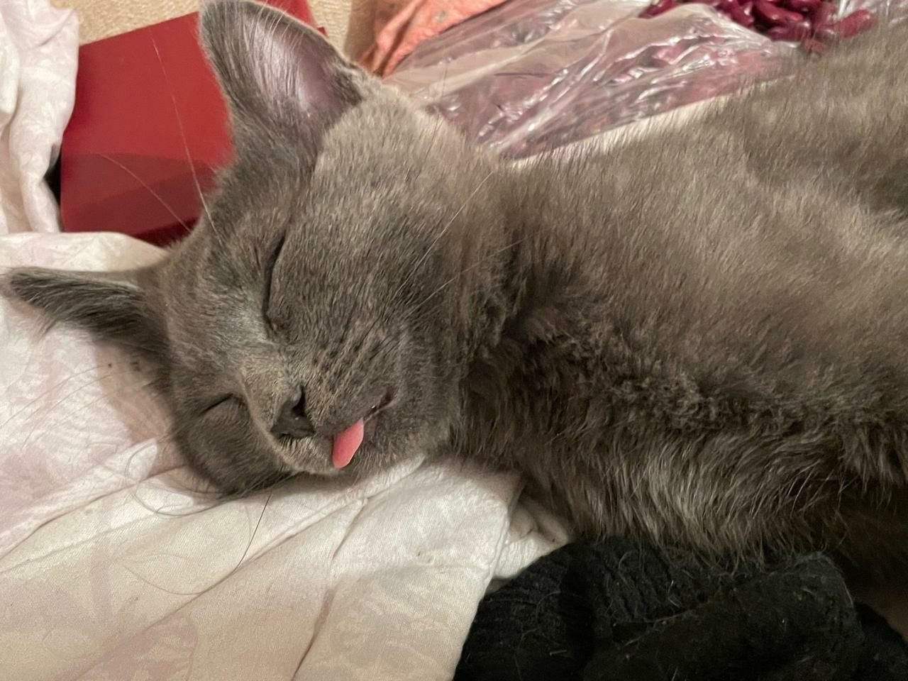 Котик ищет любящую семью