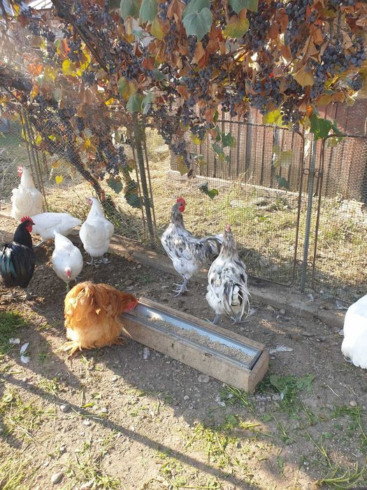 Cocosi Australorp si Wyandotte argintiu