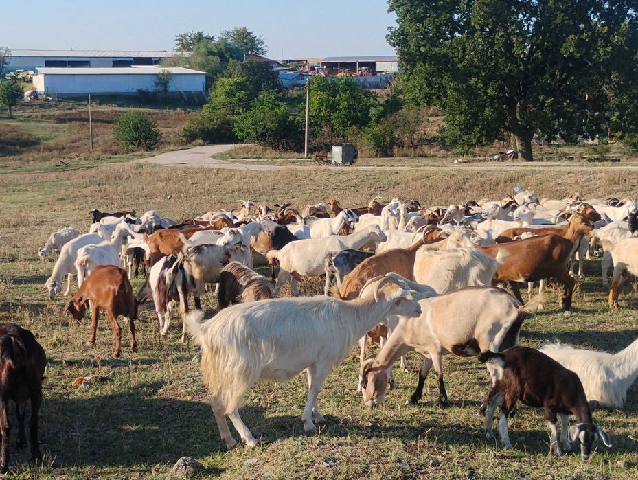 Продажба на кози