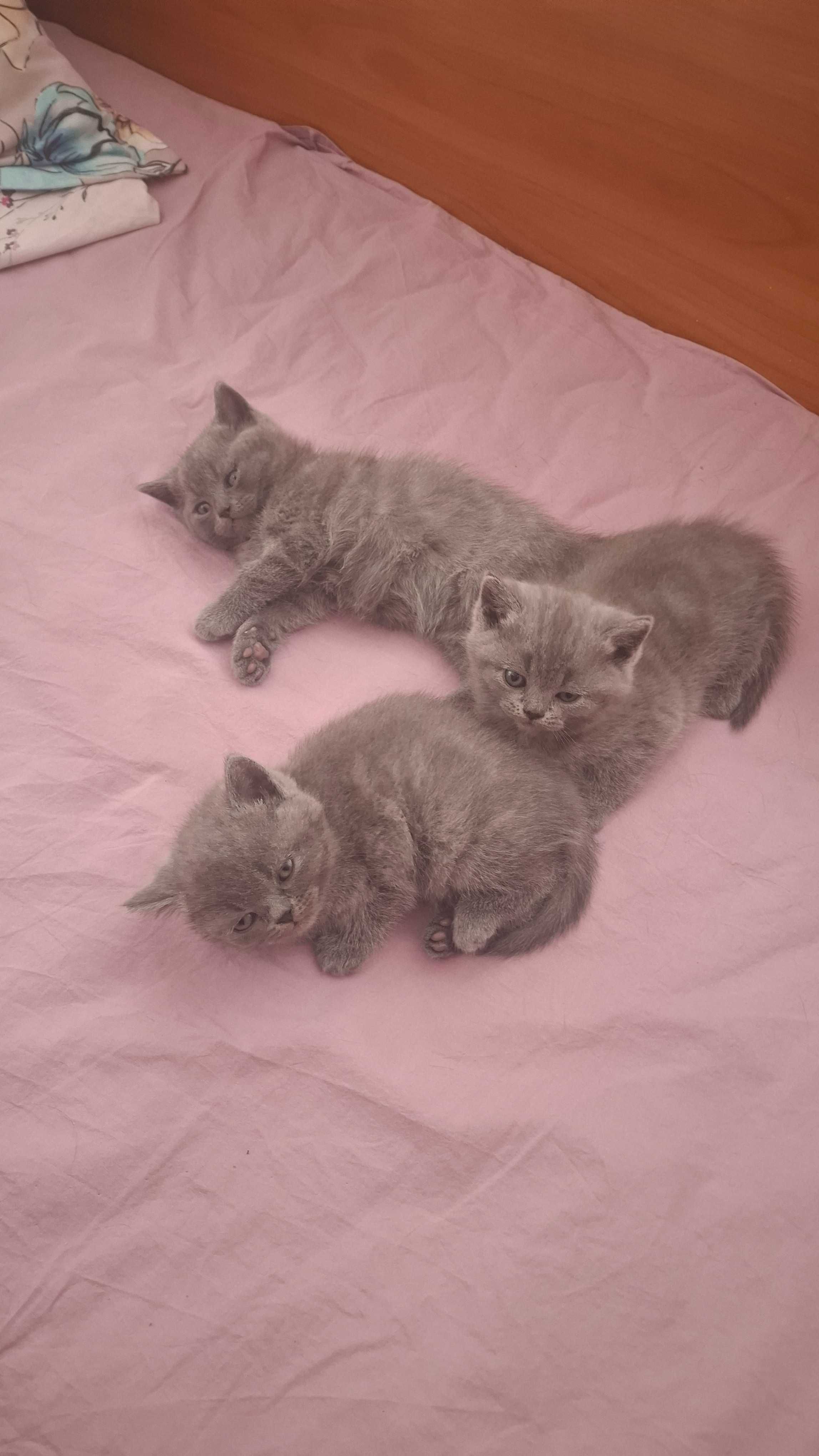 Британски котета