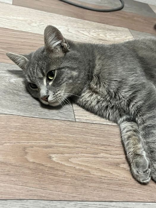 Отдам котенка.