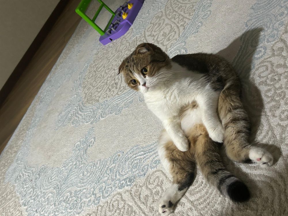 Отдам кошку в хорошие руки