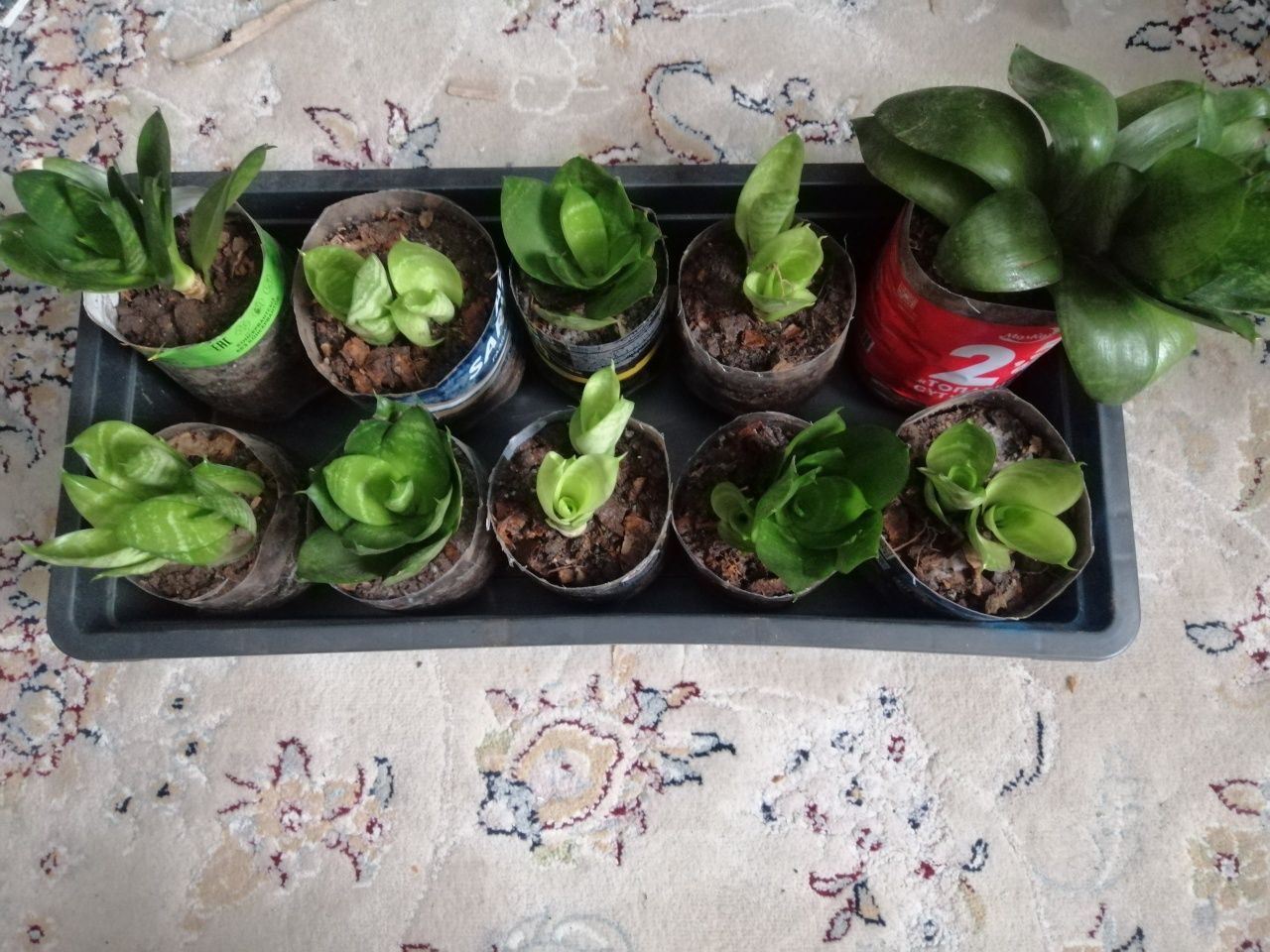 Продам цветы, недорого