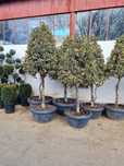 Plante Decorative Pentru Gradina