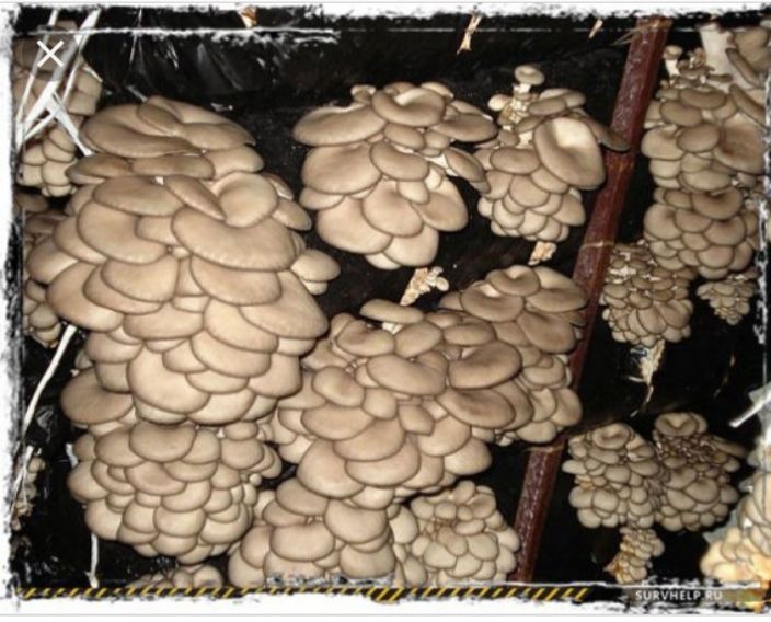 Miceliu Pleurotus