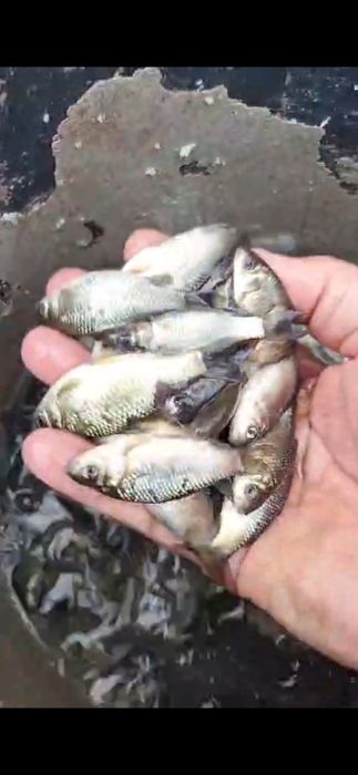 Peste caras biban oblete pt polulat