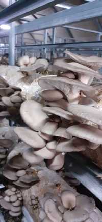 Ciuperci pleurotus produs ,,curat",  pe compost pasteurizar termic.