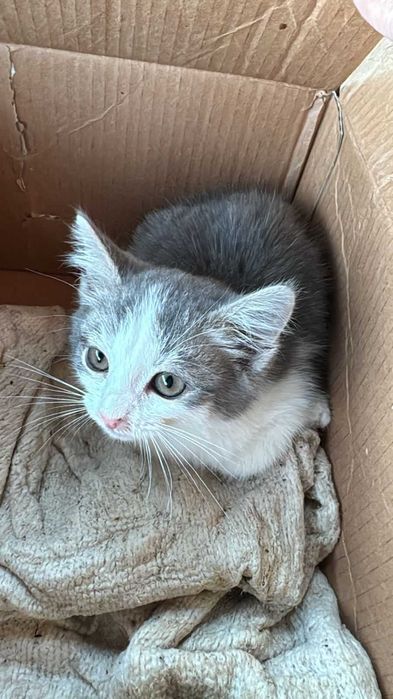 Котенку нужен дом! Срочно!