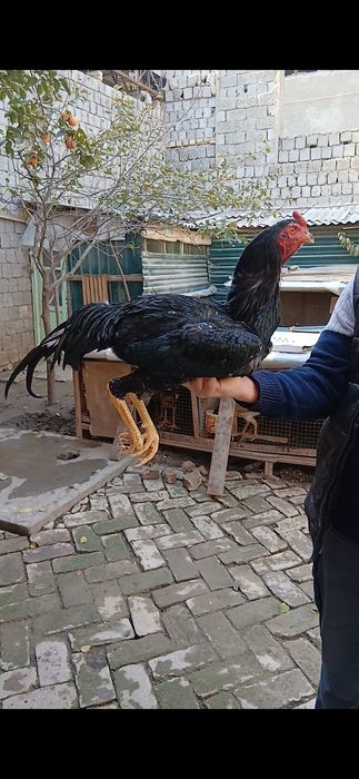 Дакан жужалар сотилади.