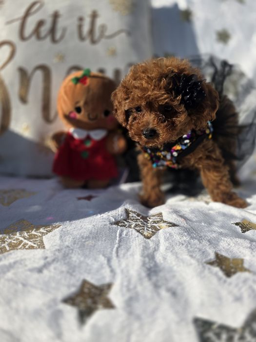 Пудел той момиче с документ за произход